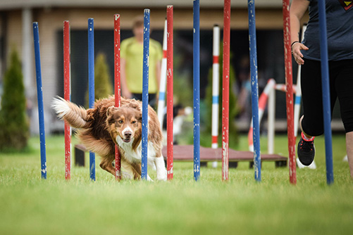 Welcome to Pikes Peak Agility Club!