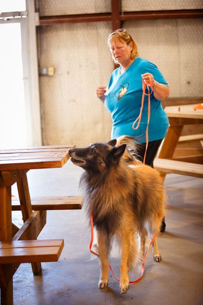 Handler Focues On Dog