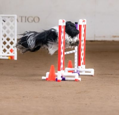 Agility 10